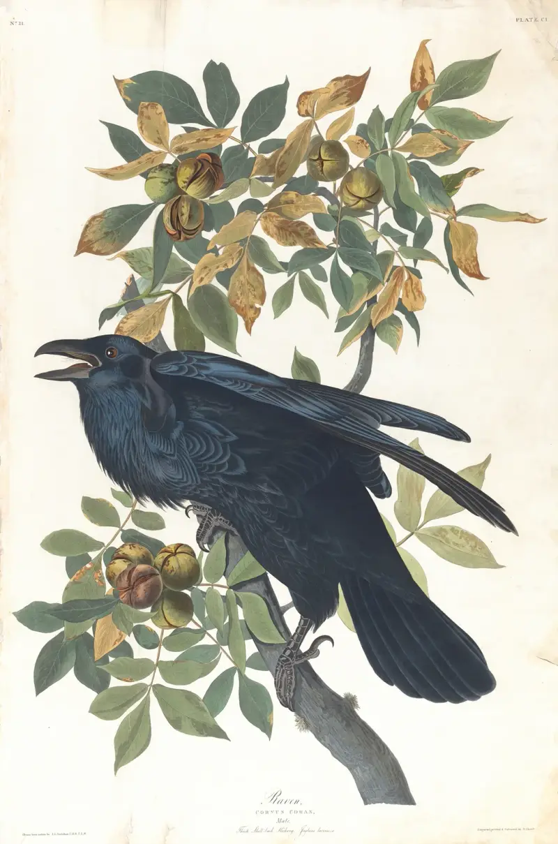 Krkavec, John James Audubon