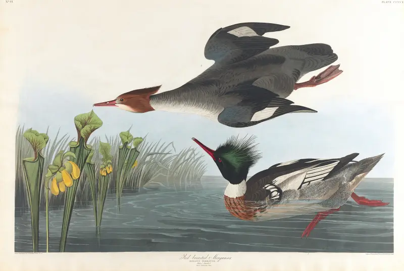 Střízlík říční, John James Audubon
