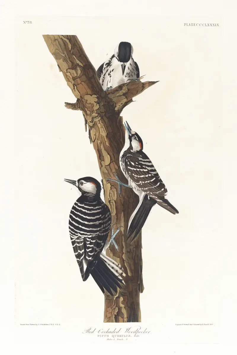 Red-cockaded woodpecker av John James Audubon