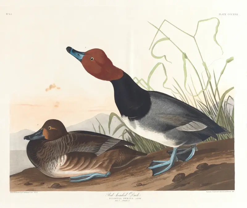 Kaczka czerwonogłowa, John James Audubon
