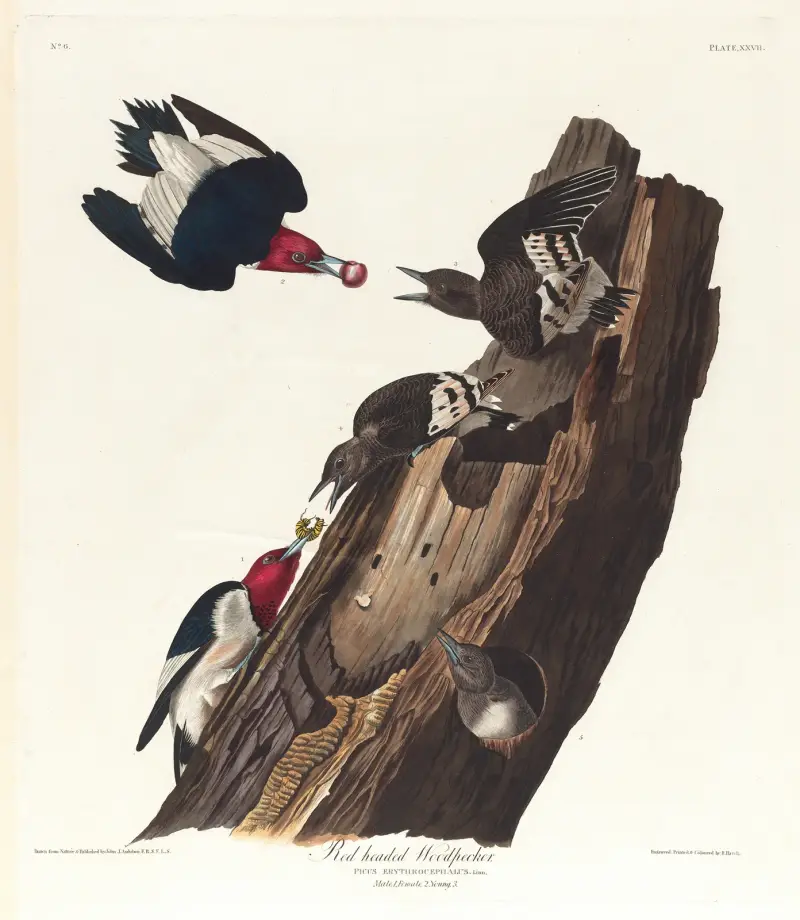Rothals-Specht von John James Audubon