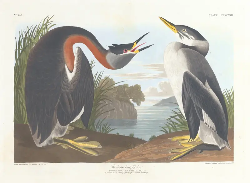 Gråhakedopping, John James Audubon