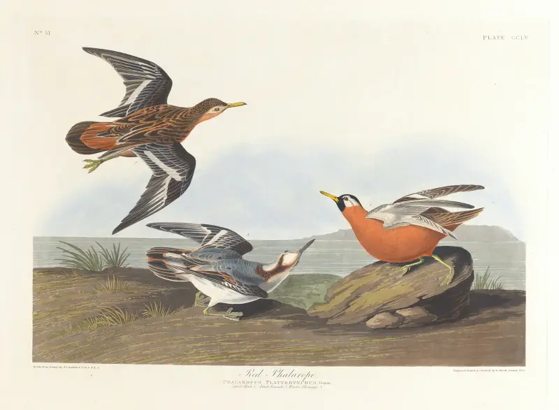 Röd simsnäppa, John James Audubon