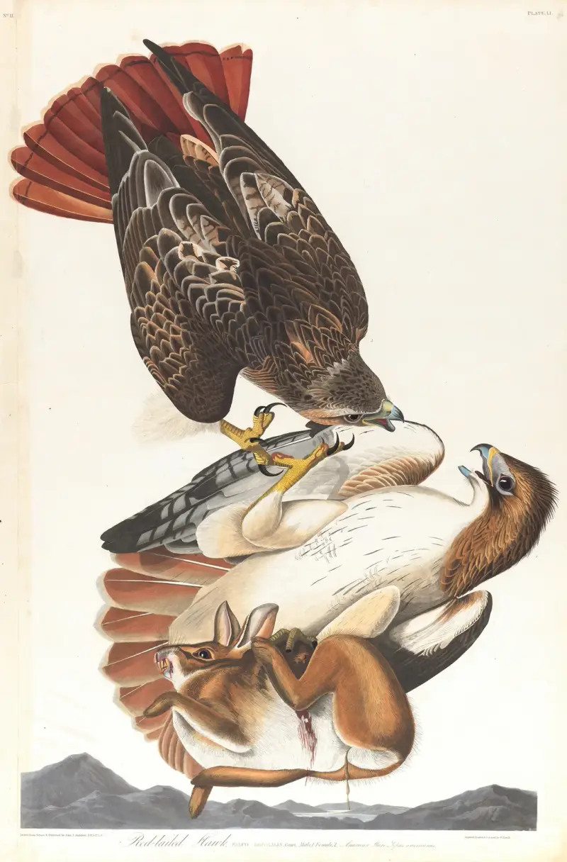 Rotschwanzbussard, 1827 – Nr. 2 von John James Audubon