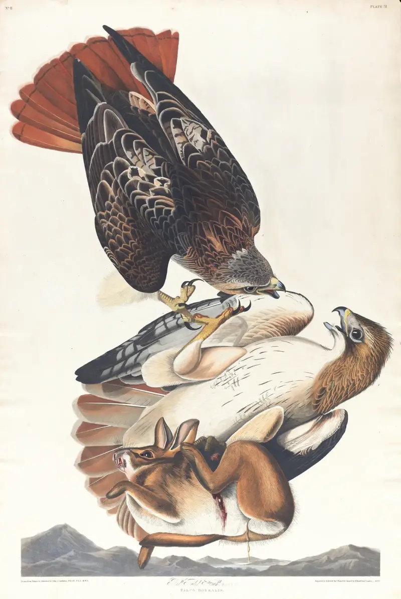Rotschwanzbussard, 1827 – Nr. 1 von John James Audubon