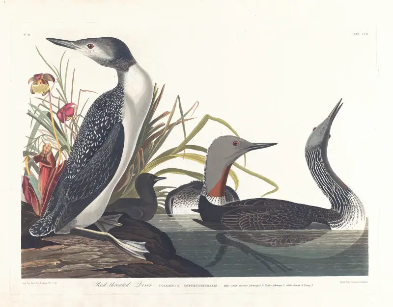 Potáplice malá, 1827, John James Audubon