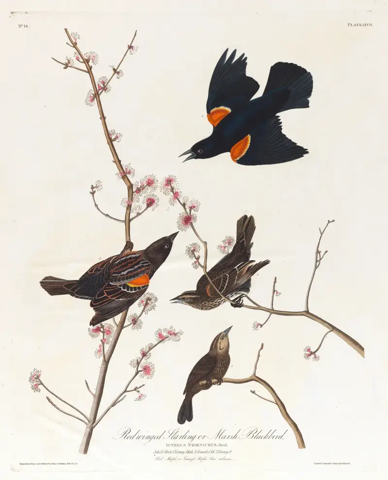 Red winged starling or marsh blackbird av John James Audubon