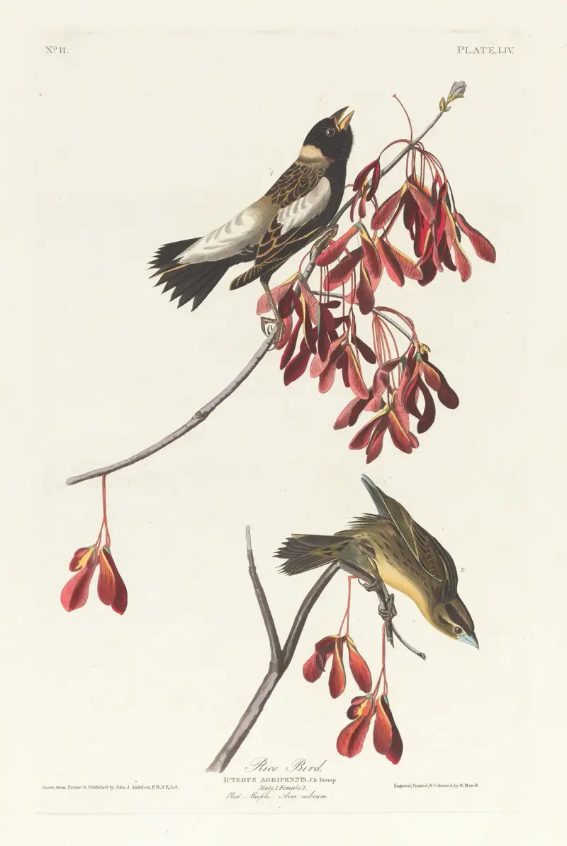 Reisvogel von John James Audubon