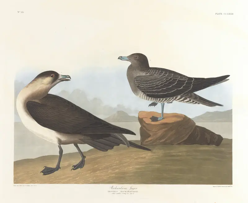 Richardsonův jestřáb, John James Audubon