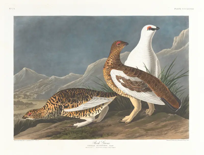 Tetřev, John James Audubon