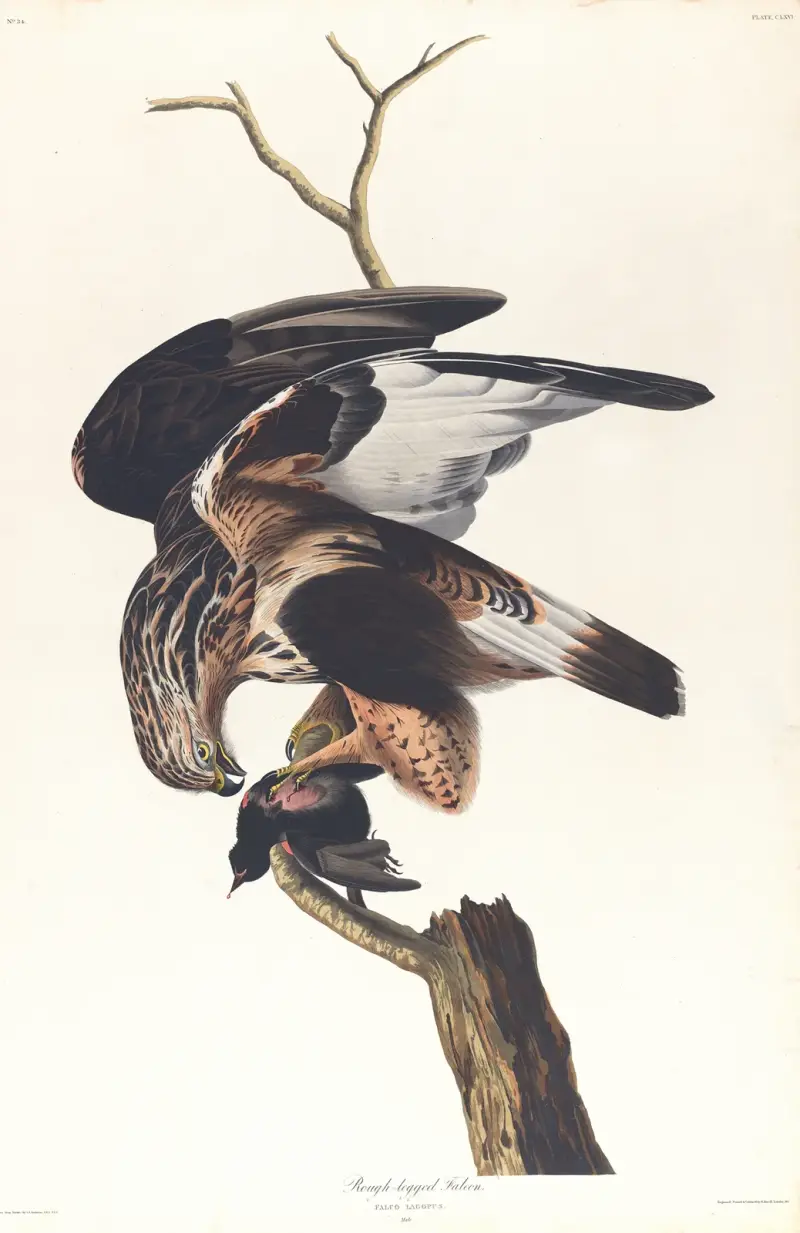 Fjällvråk, John James Audubon