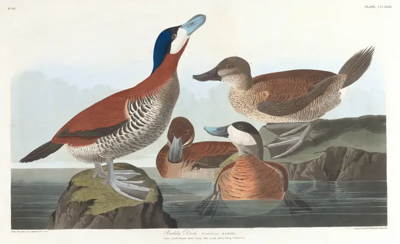 Ruddy Duck von John James Audubon