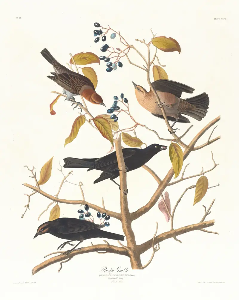 Rezavý vlhovec, John James Audubon