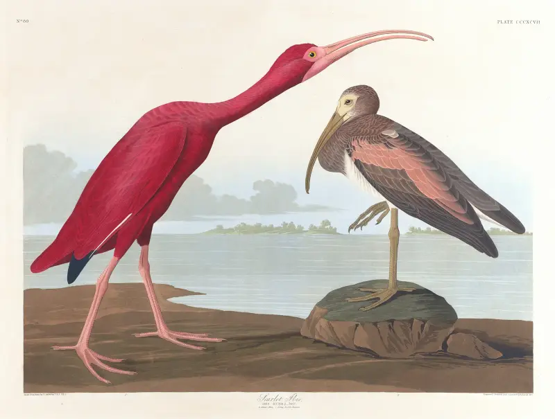 Šarlatový ibis, John James Audubon