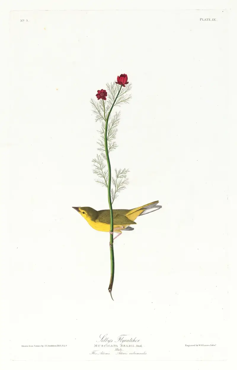 Selbyho tyranovec, John James Audubon