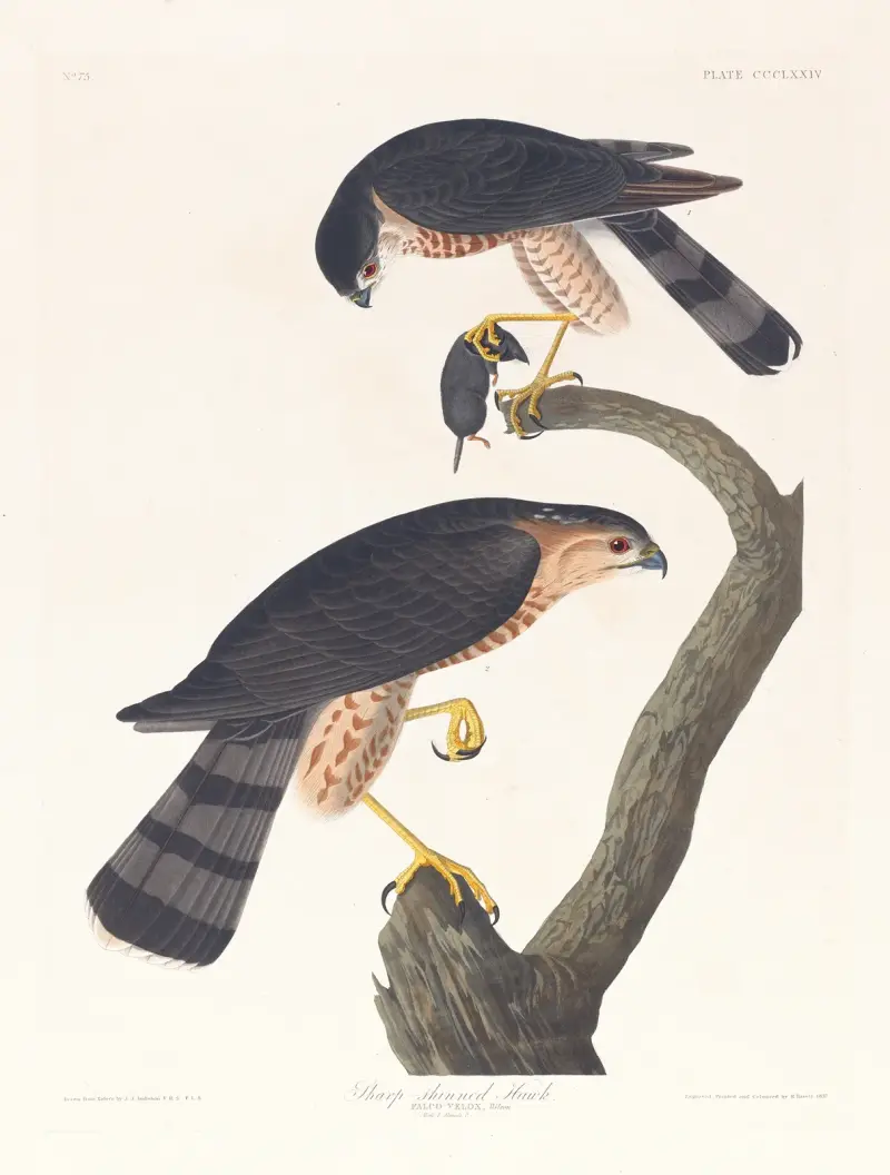 Ostrohřbetý jestřáb, John James Audubon