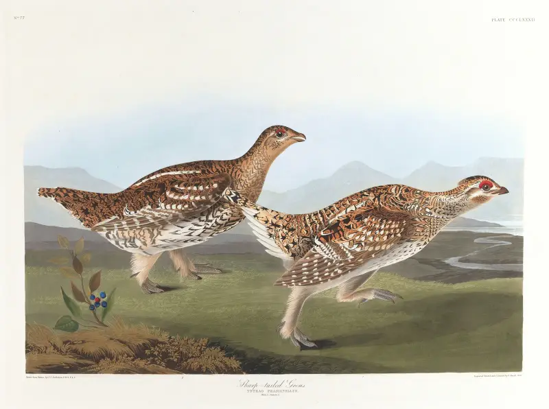 Ostrochvostý tetřev, John James Audubon