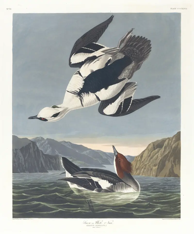 Smew or white nun av John James Audubon