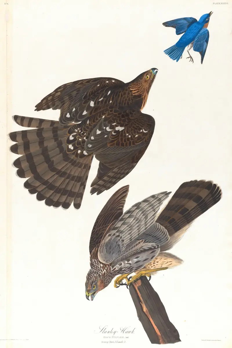 Stanleyův jestřáb, John James Audubon