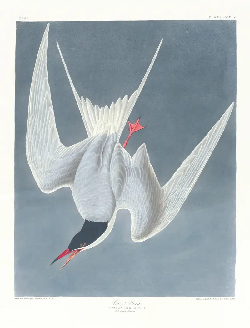 Sterna hirundo, John James Audubon