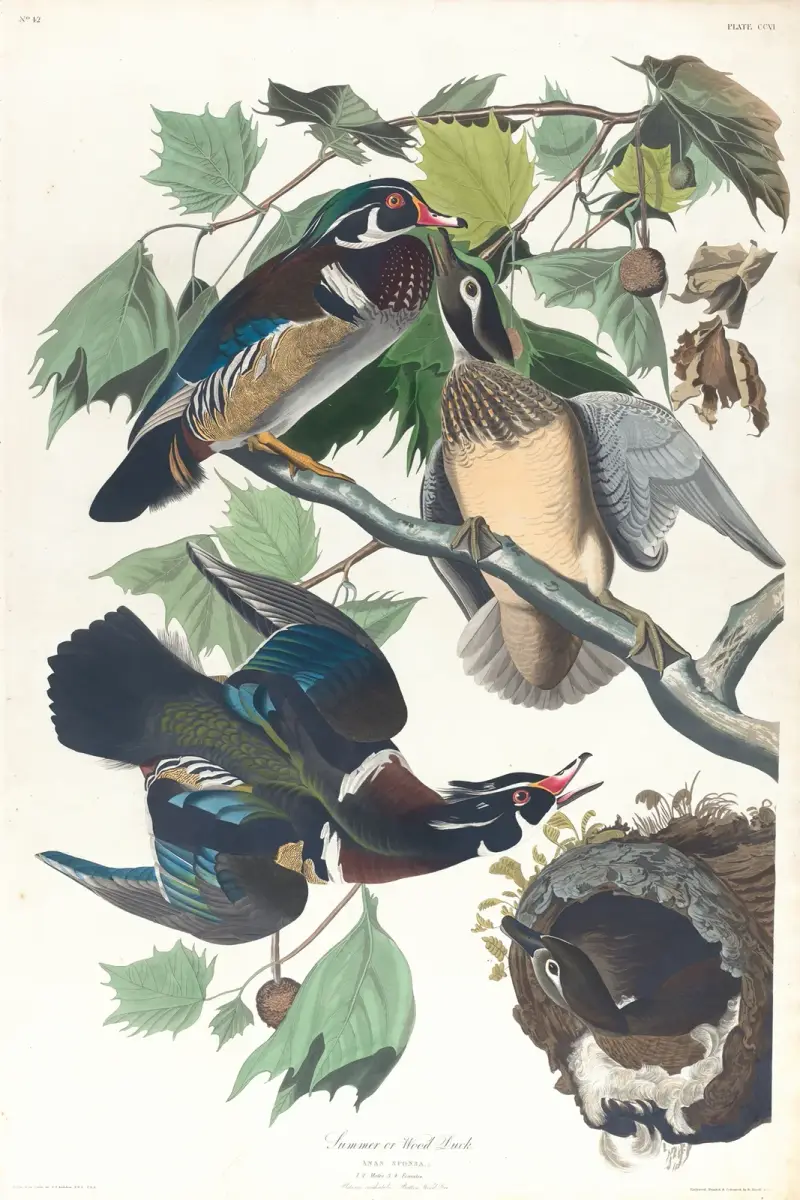 Summer or wood duck, 1827 – nr 1 av John James Audubon