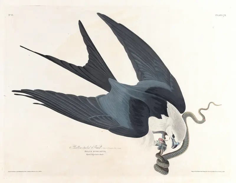 Vidstjärtad glada, John James Audubon