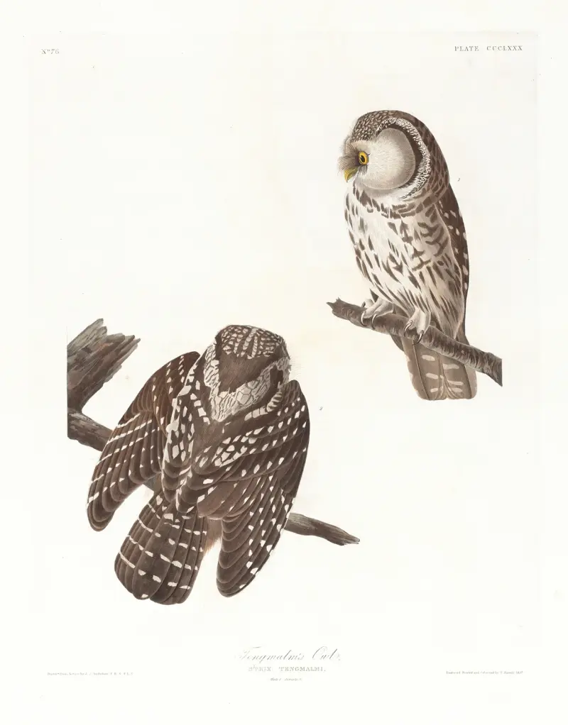 Tengmalms uggla, John James Audubon
