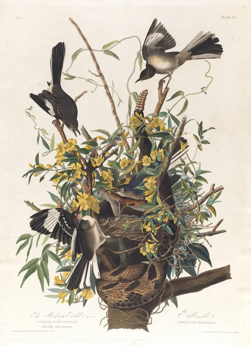Der Spottvogel von John James Audubon