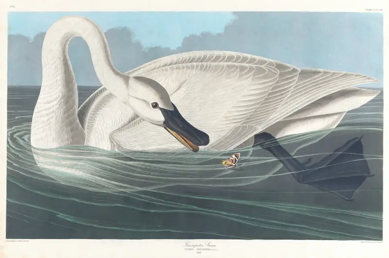 Trompeterschwan von John James Audubon