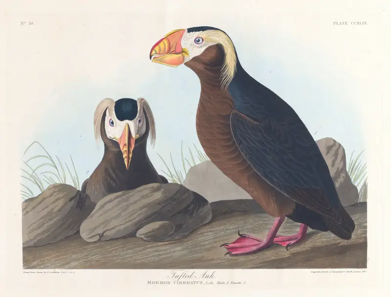 Alk med tofs, John James Audubon