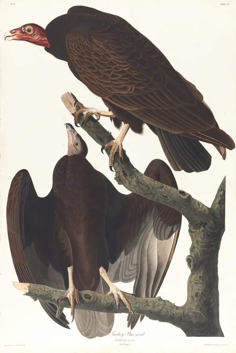 Krocanec havraní, John James Audubon