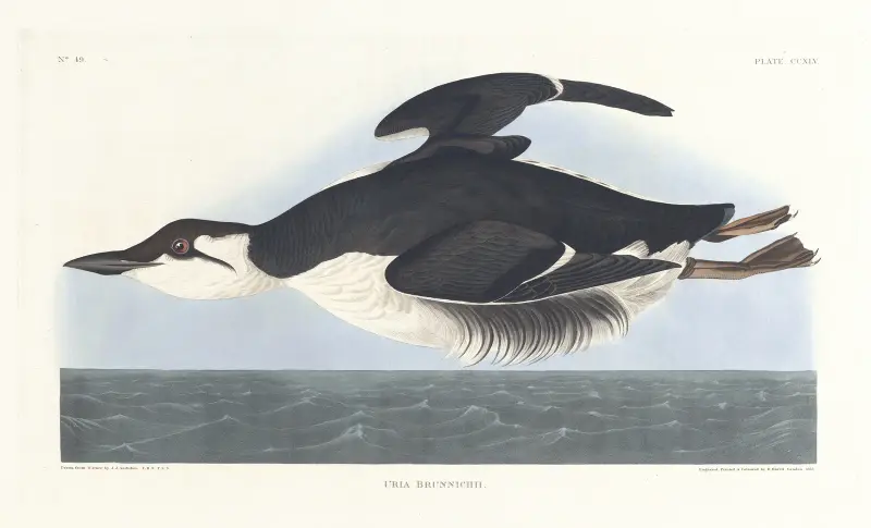 Uria brunnichii, John James Audubon
