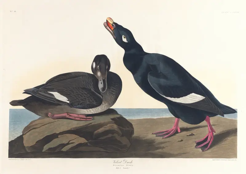 Samtente von John James Audubon
