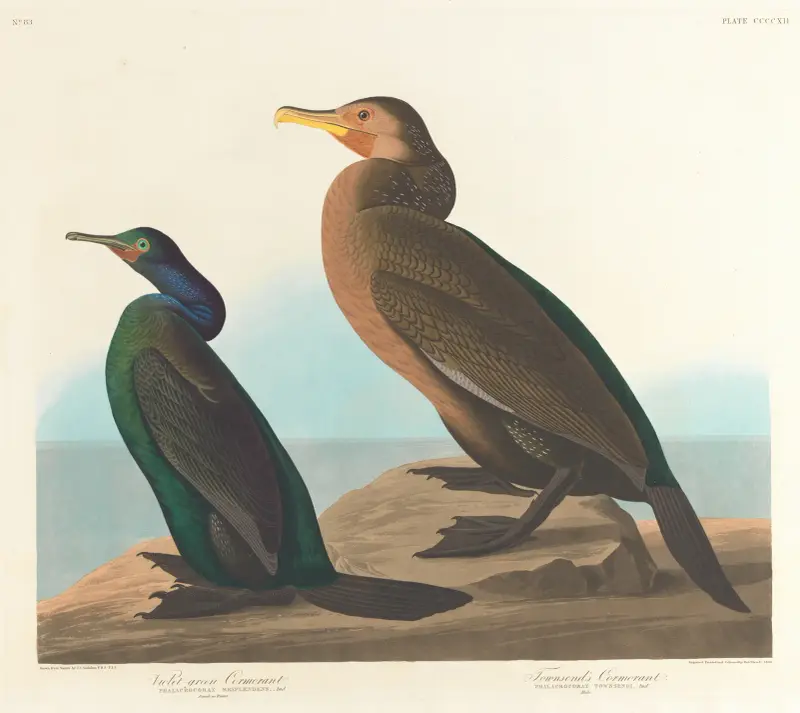 Fialovozelený kormorán, John James Audubon