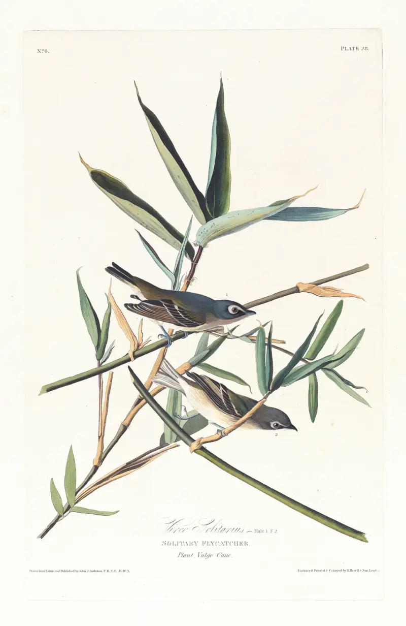 Vireo solitarius, John James Audubon