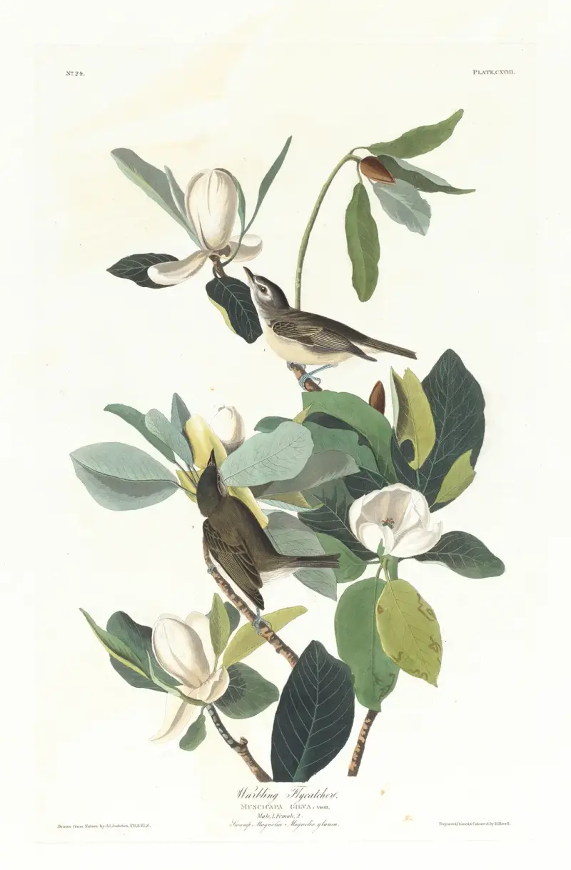 Zpívající lejsek, John James Audubon