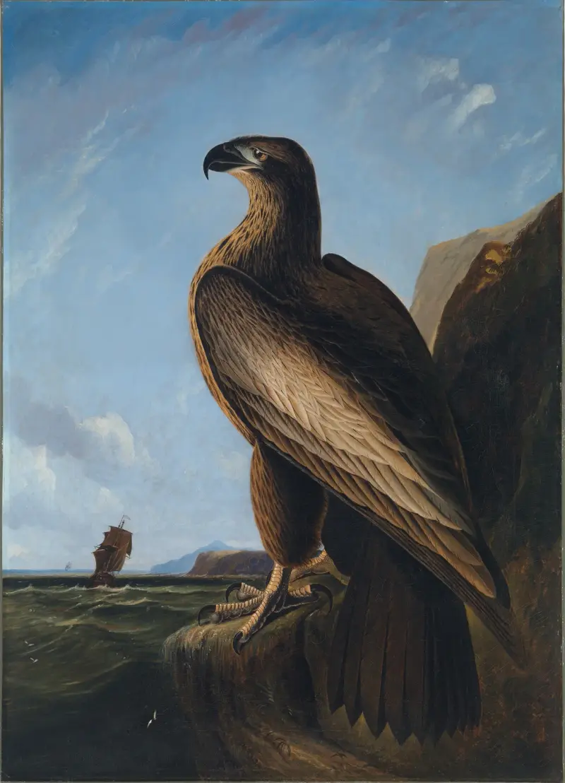 Washingtonův mořský orel, John James Audubon