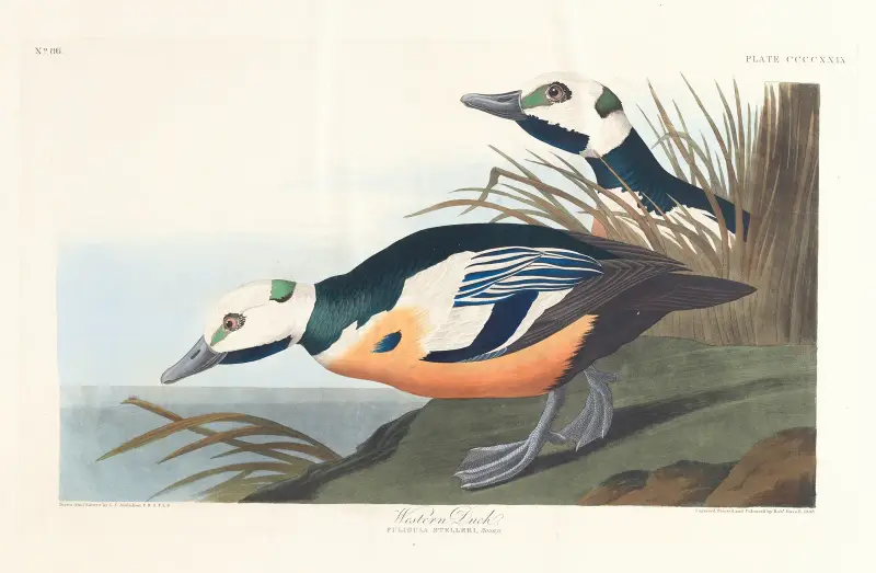 Divoká kachna, 1827 – č. 2, John James Audubon