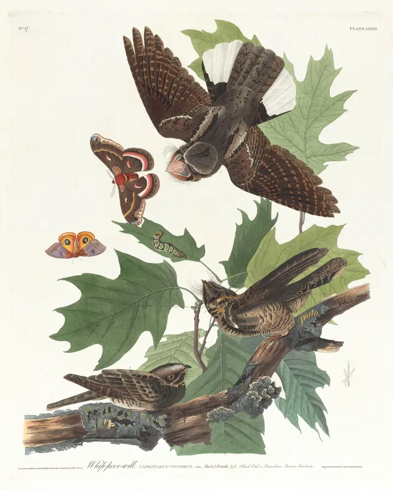 Whip-poor-will, John James Audubon