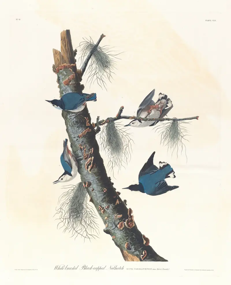 Weißbrust-Kleiber mit schwarzer Kappe von John James Audubon