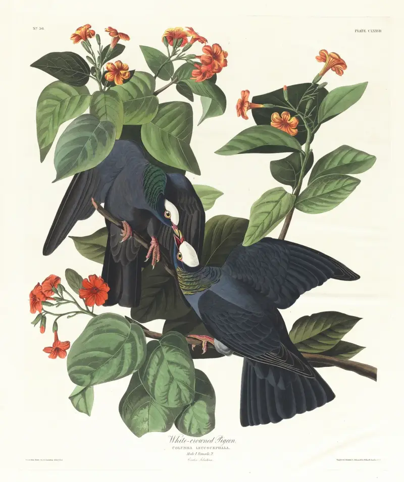 Weißkronentaube von John James Audubon