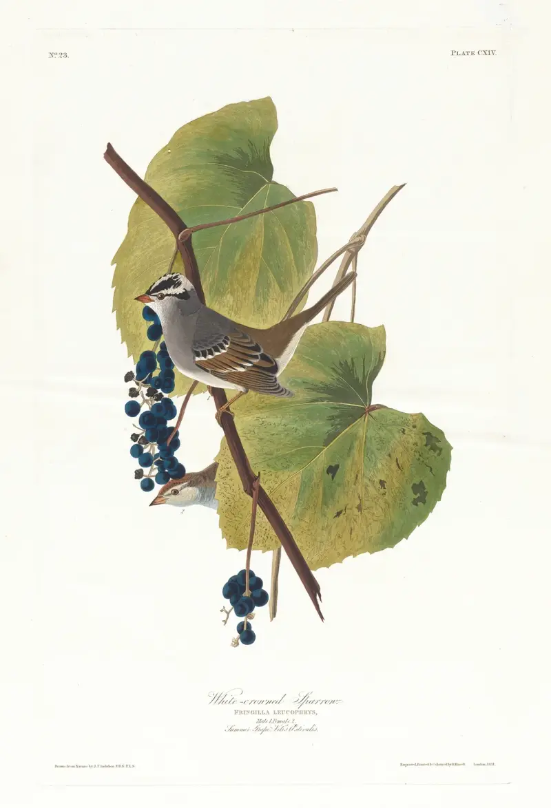 Białogłowy wróbel, John James Audubon