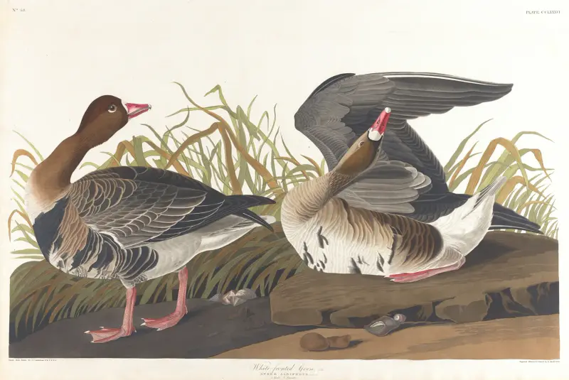 Blässgans von John James Audubon