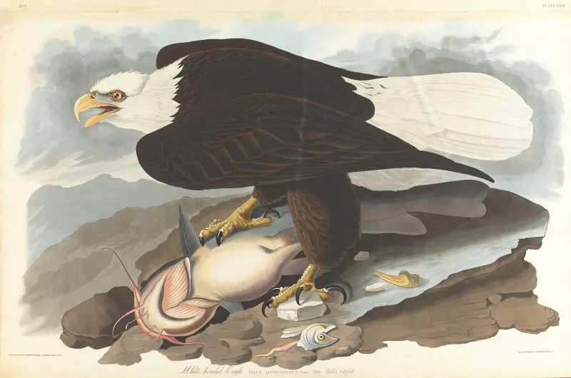 Weißkopfseeadler, 1827 – Nr. 1 von John James Audubon