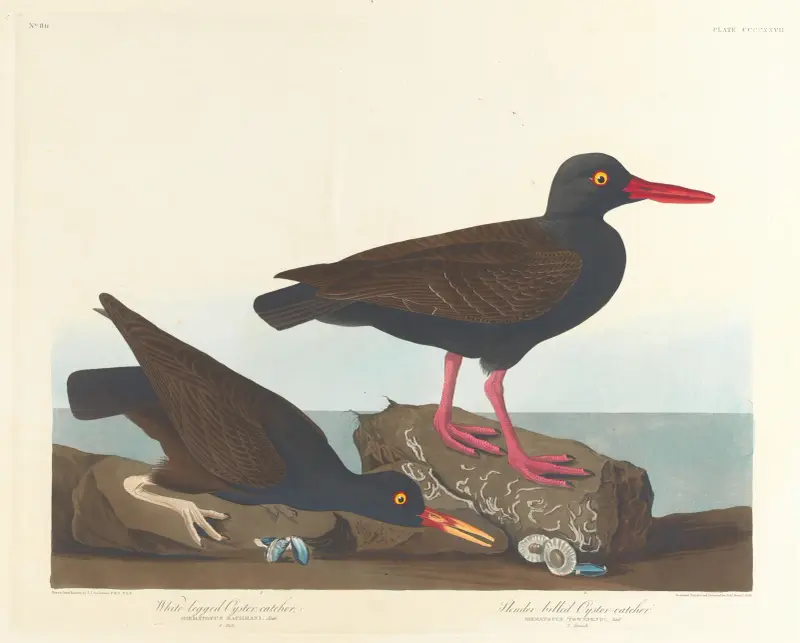 White-legged oyster-catcher. Slender-billed oyster-catcher av John James Audubon