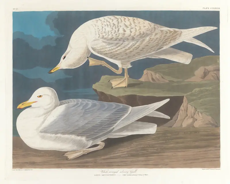 White-winged silvery gull av John James Audubon