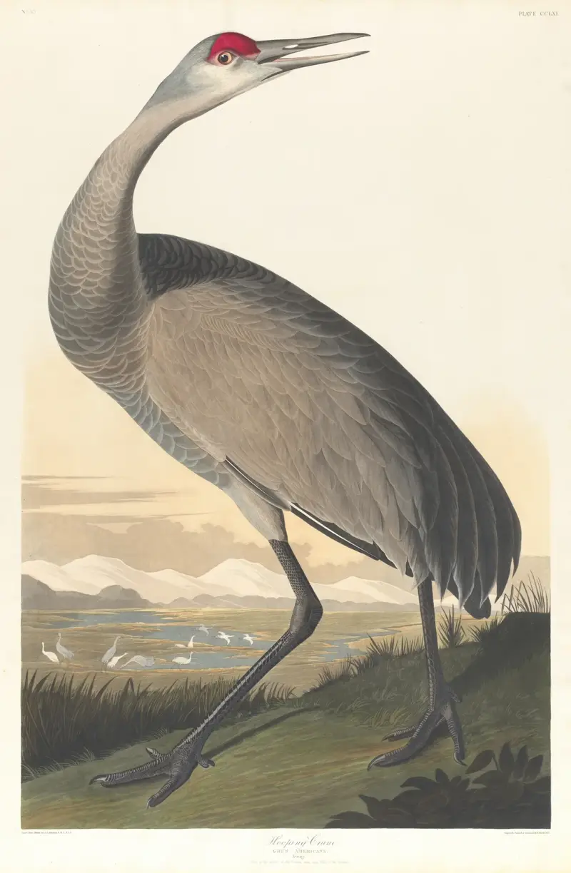 Trumpetartrana, John James Audubon