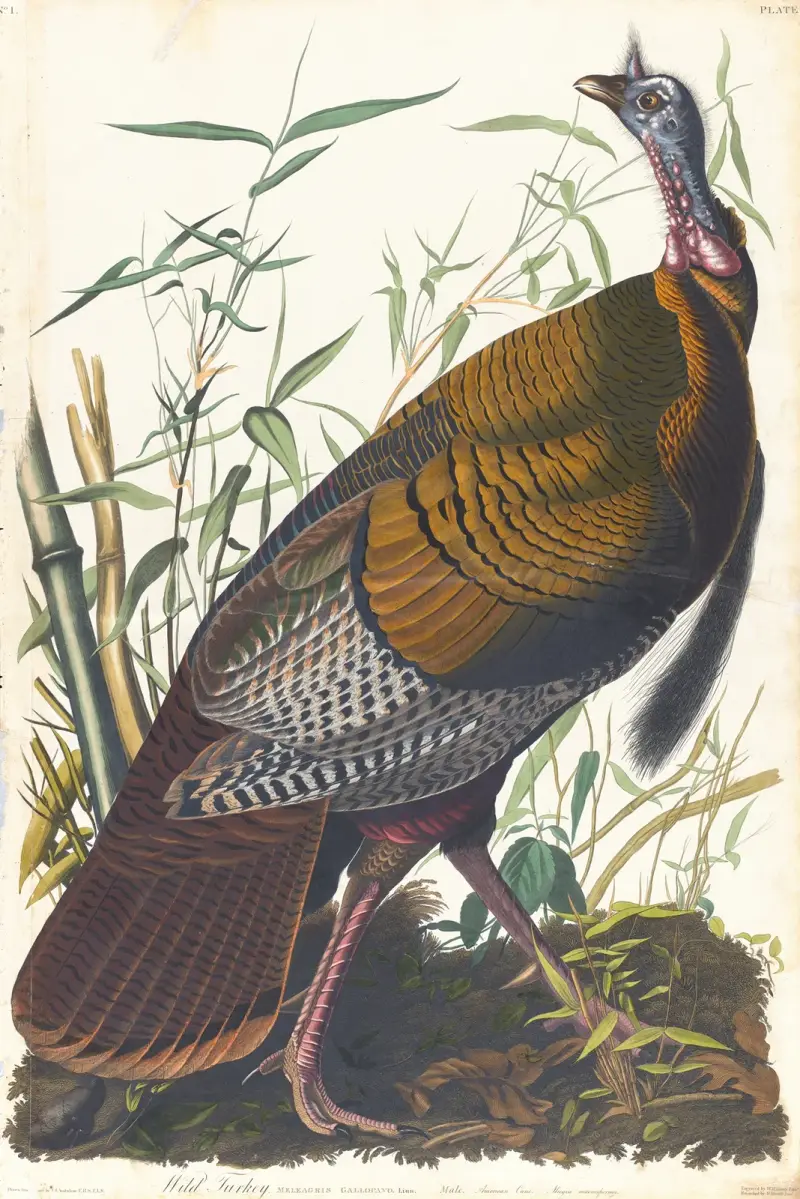 Divoký krocan, 1827 – Nr. 1, John James Audubon