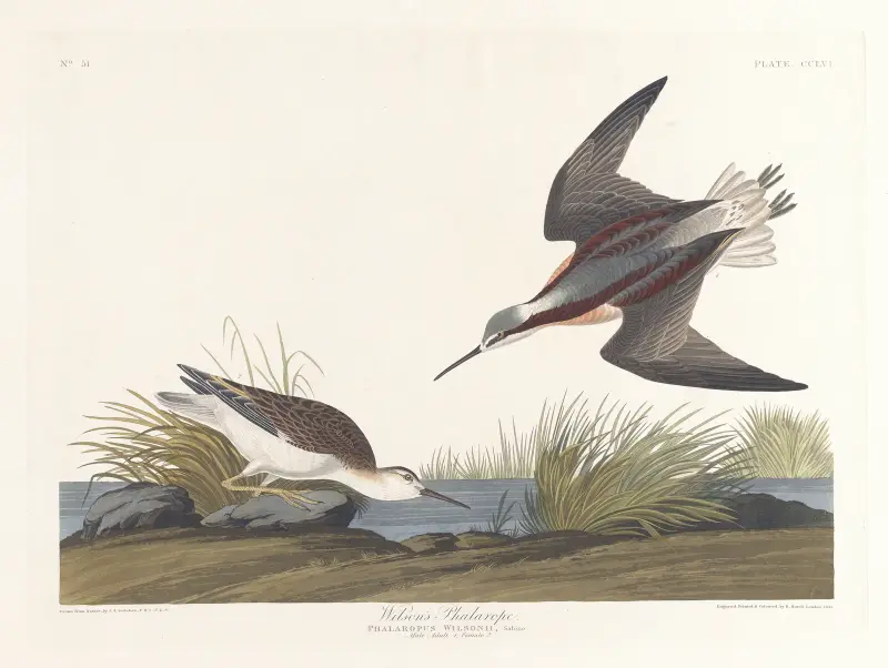 Wilsonův lyskonoh, John James Audubon
