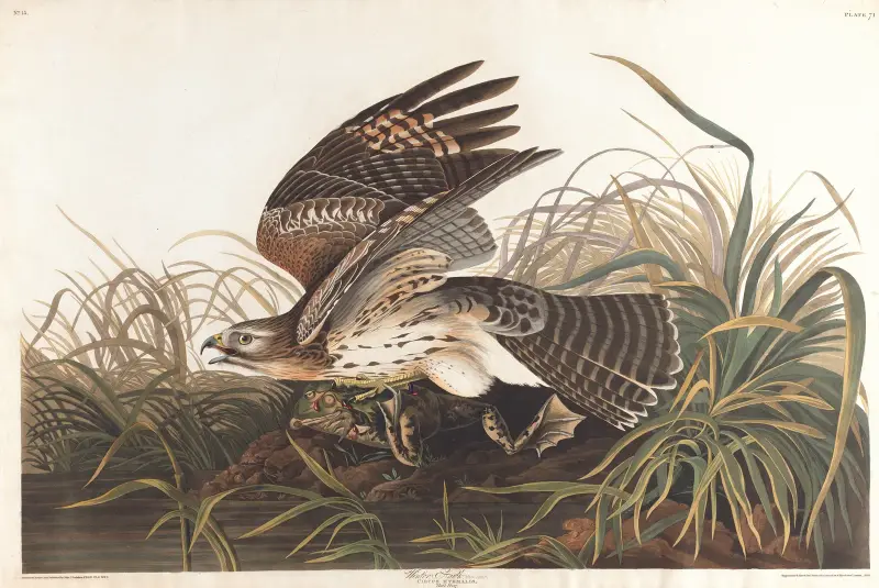 Vintervråk, John James Audubon